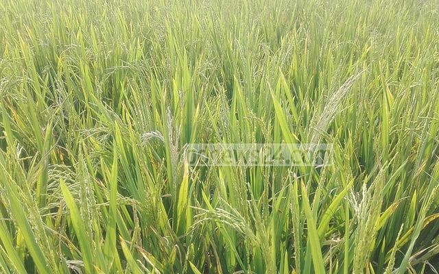 বোরো ধানে আগেই চিটা, নতুন শঙ্কা ‘হিট শক’