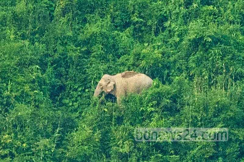 Another elephant found dead in Chattogram