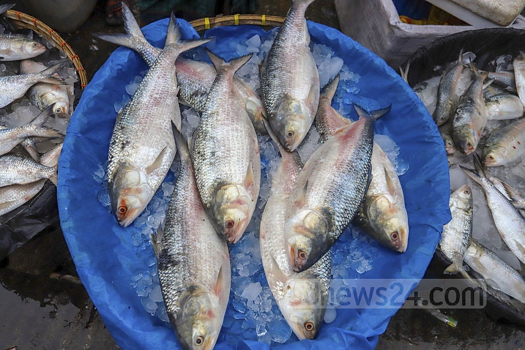 ইলিশে নিষেধাজ্ঞা দুদিন পর, দামে চড়া