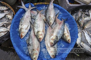 ইলিশে নিষেধাজ্ঞা দুদিন পর, দামে চড়া
