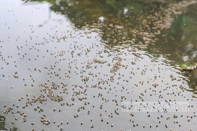 যেসব ভুলে মশারা ঢুকছে ঘরে