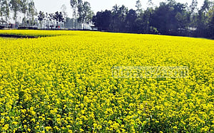 রবি মৌসুমে উৎপাদন বাড়াতে ১৮৯ কোটি টাকার প্রণোদনা