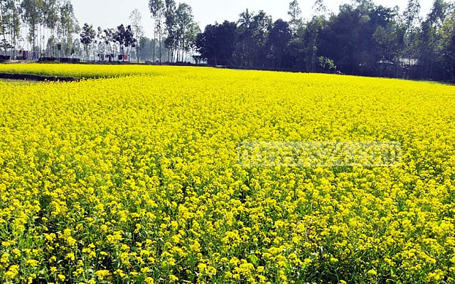 রবি মৌসুমে উৎপাদন বাড়াতে ১৮৯ কোটি টাকার প্রণোদনা