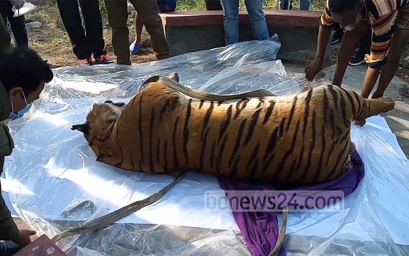 রংপুর চিড়িয়াখানায় বাঘিনী শাওনের মৃত্যু