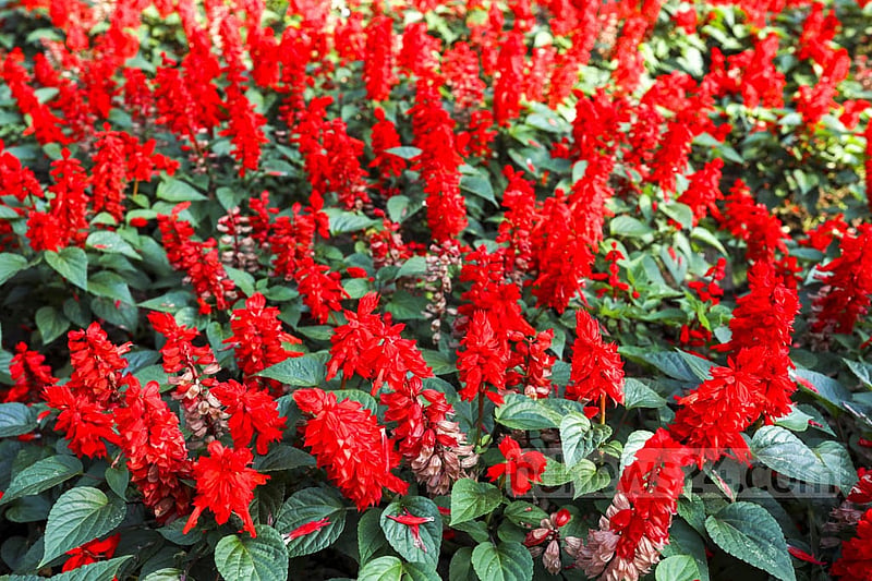 Flowers bloom in the trees that have been planted as part of the beautification drive amid the coronavirus curbs at Dhaka's Ramna Park on Saturday, Feb 05, 2022. Photo: Kazi Salahuddin Razu