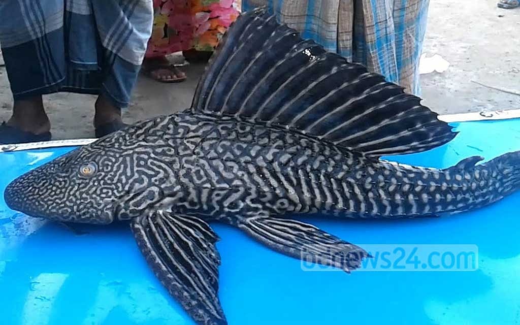 বাংলাদেশে নিষিদ্ধ হচ্ছে ‘সাকার ফিশ’