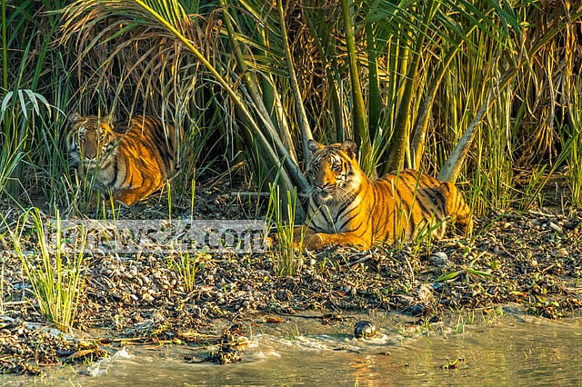লোকালয়ে বাঘের আনাগোনার পেছনে খাবার সঙ্কট?