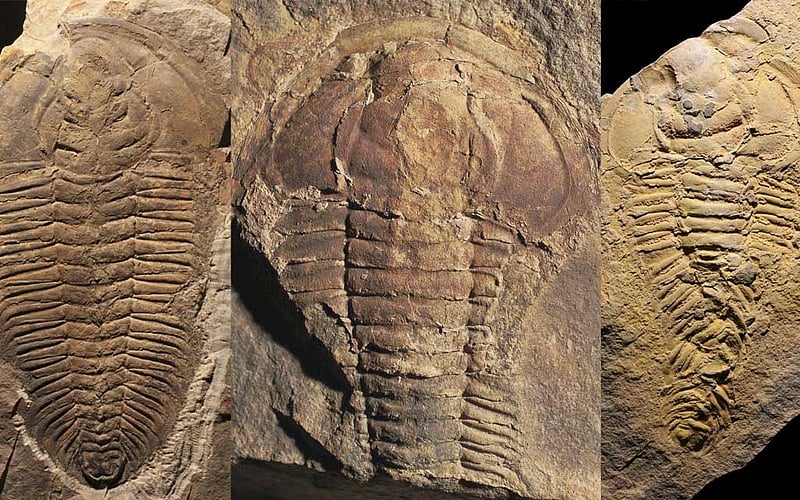 Trilobite fossils suggest cannibalism is more ancient than once thought