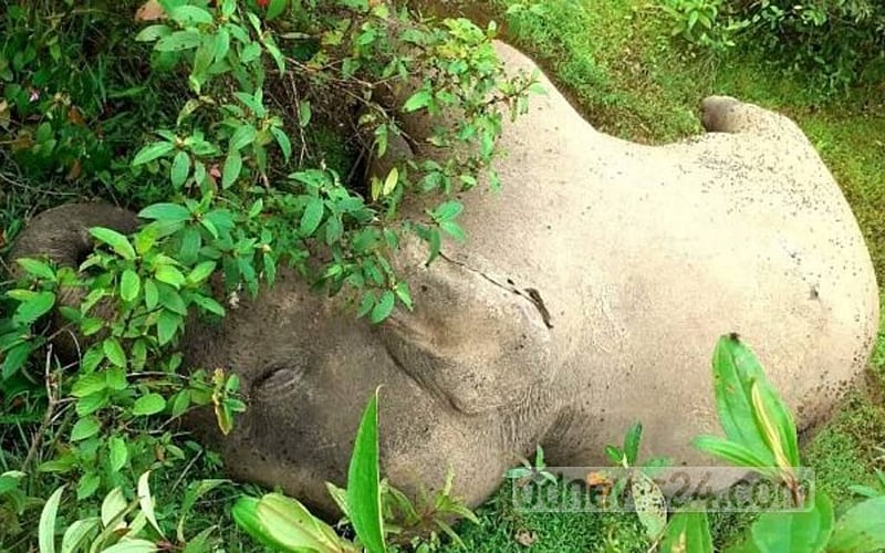 শেরপুরের সীমান্তে মৃত হাতি উদ্ধার