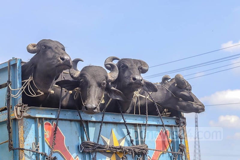 কোরবানি হয়েছে প্রায় কোটি পশু, বেড়েছে ৯%