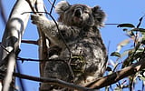 Australian animals at risk as environment deteriorates: report