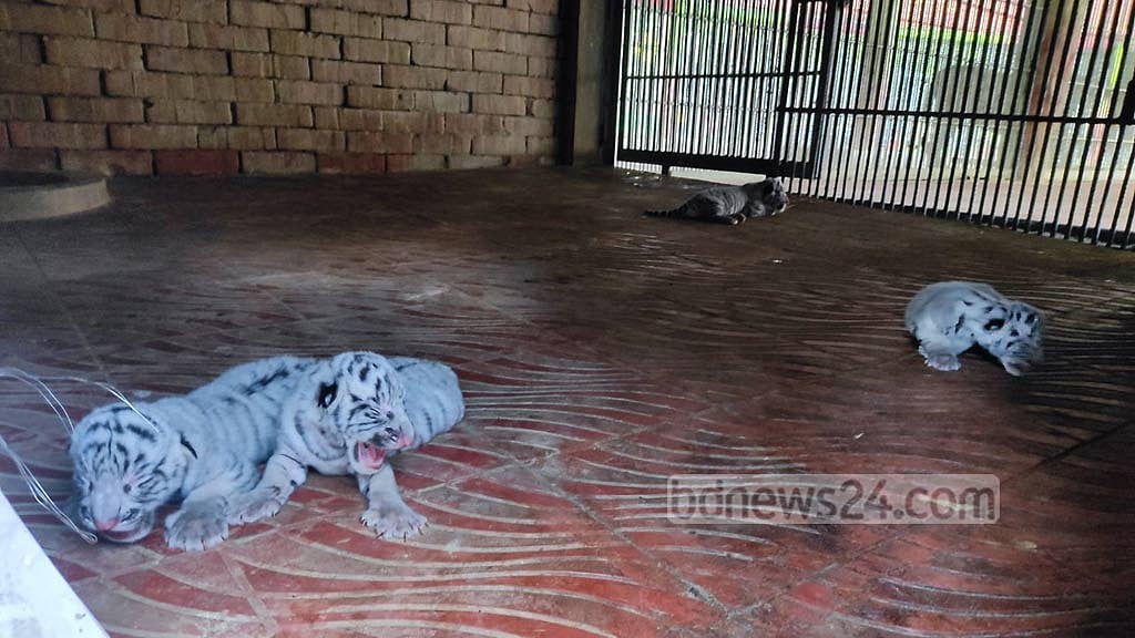 রাজ-পরীর ঘরে একসঙ্গে ৪ অতিথি