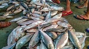 মাছের অভয়াশ্রমে দুই মাস জাল ফেলা নিষেধ