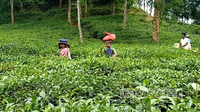 কাজে ফিরেছেন চা শ্রমিকরা, সিলেটের বাগানে বাগানে প্রাণচাঞ্চল্য