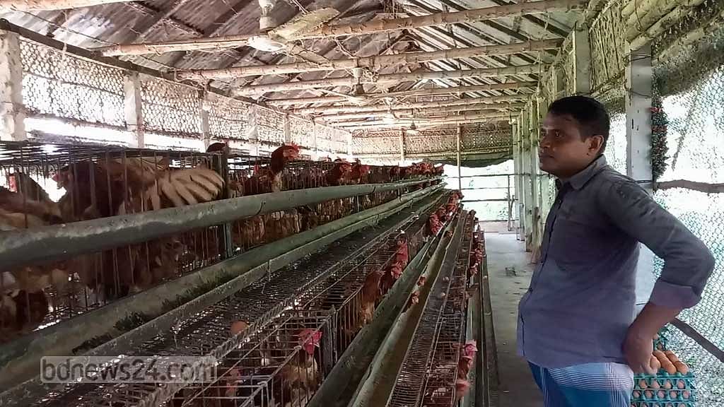 ব্রয়লার মুরগি: ক্রেতাদের স্বস্তি ফিরেছে, উৎকণ্ঠায় এখন খামারিরা
