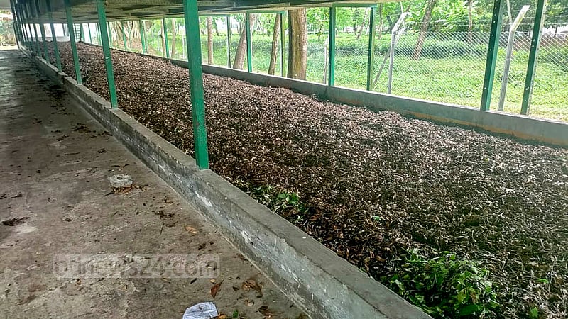 মজুরি বৃদ্ধির দাবিতে শ্রমিকদের ধর্মঘট চলায় মৌলভীবাজারের শ্রীমঙ্গলে সাতগাঁও চা বাগানের কারখানায় নষ্ট হয়ে যাওয়া চা পাতা।