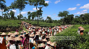 চা শিল্পে টেকসই উন্নয়নের সুলুকসন্ধান