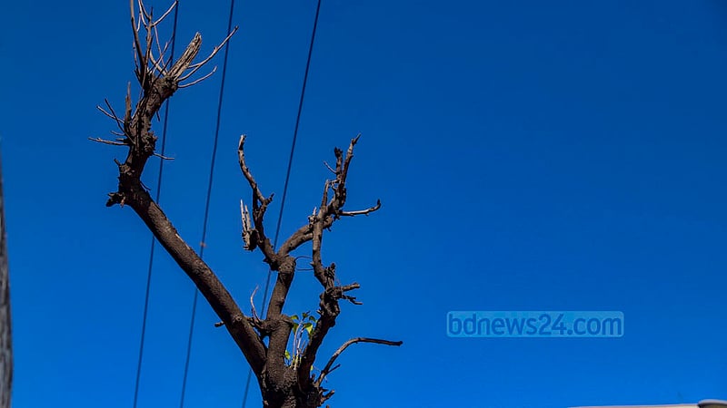 ঢাকার আজিমপুরে গাছের উপর দিয়ে চলে গেছে বৈদ্যুতিক তার, সেজন্য ন্যাড়া করে ফেলা হয়েছে গাছটি। অযত্নে থাকতে থাকতে গাছটি এখন মৃত।