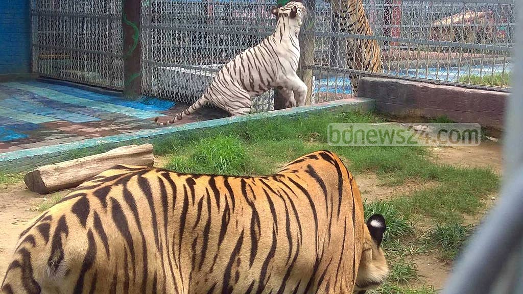 রাজ-পরীর শাবকেরা সাদা কেন?