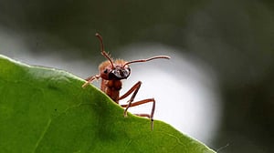 কত পিঁপড়া দুনিয়ায়?