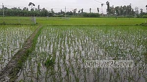 আমনচাষির দুশ্চিন্তা কাটলো সেপ্টেম্বরের বৃষ্টিতে