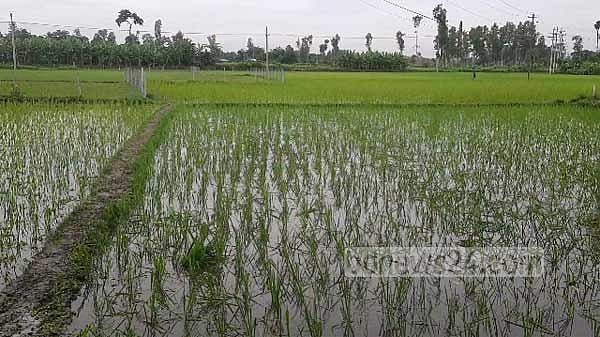 আউশে আগ্রহী করতে ১০ লাখ কৃষককে বিনামূল্যে বীজ ও সার