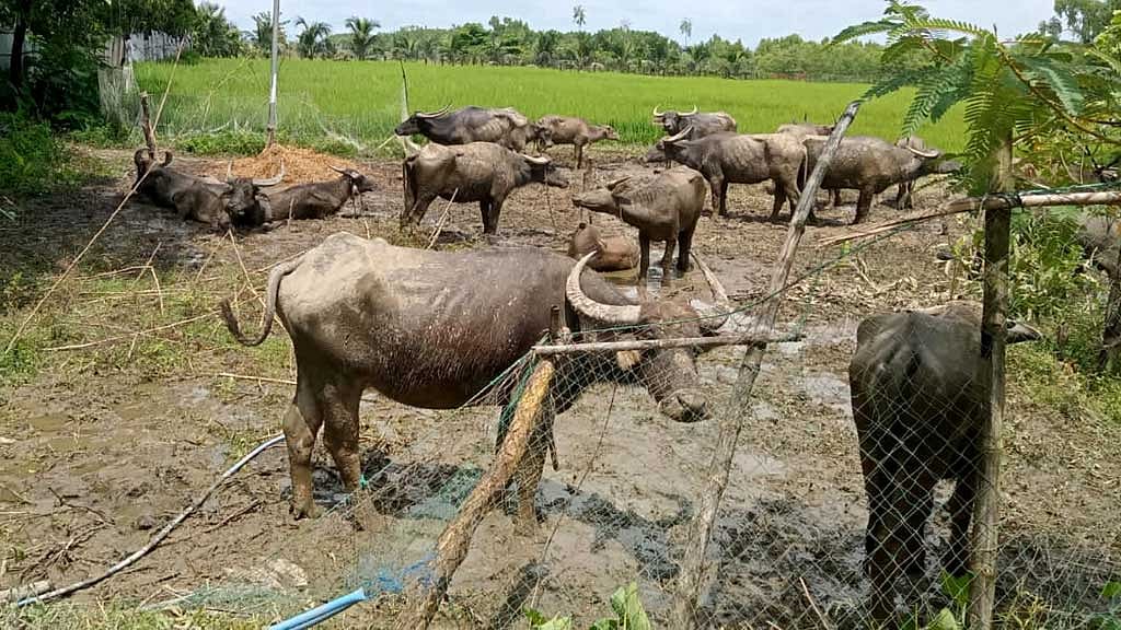 নাফ নদী সাঁতরে মিয়ানমার থেকে এলো মহিষের পাল