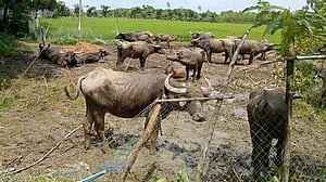 নাফ নদী সাঁতরে মিয়ানমার থেকে এলো মহিষের পাল