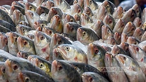 সাগর উত্তাল, মিলছে না ইলিশ
