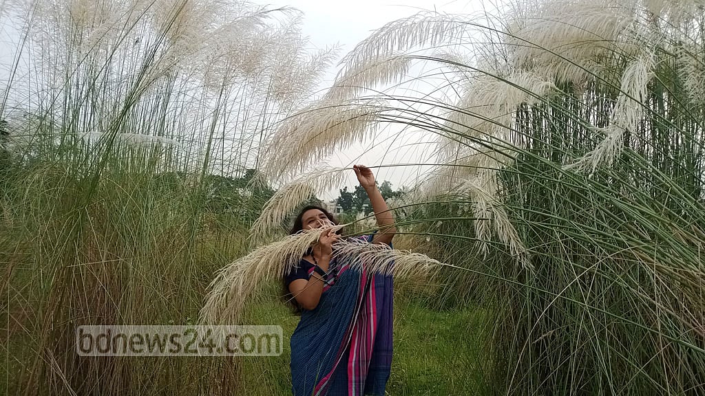 কাশফুলে সেজেছে জাহাঙ্গীরনগর ক্যাম্পাস