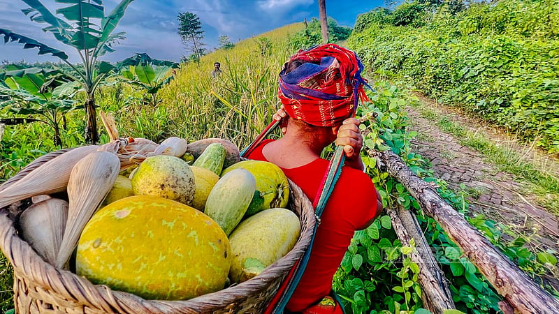 ধানের পাশাপাশি জুমে পাহাড়িরা চাষ করেন হলুদ, মারফা, আদা, মরিচ, কচু, মিষ্টি&amp;nbsp;কুমড়া, তিল, ভুট্টা, বরবটিসহ প্রায় ৪০ ধরনের&amp;nbsp; সবজি।&amp;nbsp;ছবি: সমির মল্লিক