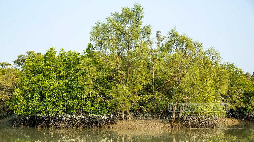 লবণাক্ততা: সুন্দরীর বনে বাড়ছে কাঁকড়া গাছের প্রতাপ