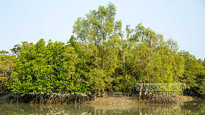 সুন্দরীর বনে বাড়ছে কাঁকড়া গাছের প্রতাপ