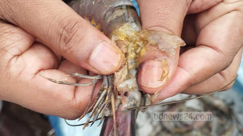 চাঁদপুরে ‘বাস থেকে আড়াই হাজার কেজি জেলিযুক্ত চিংড়ি’ জব্দ