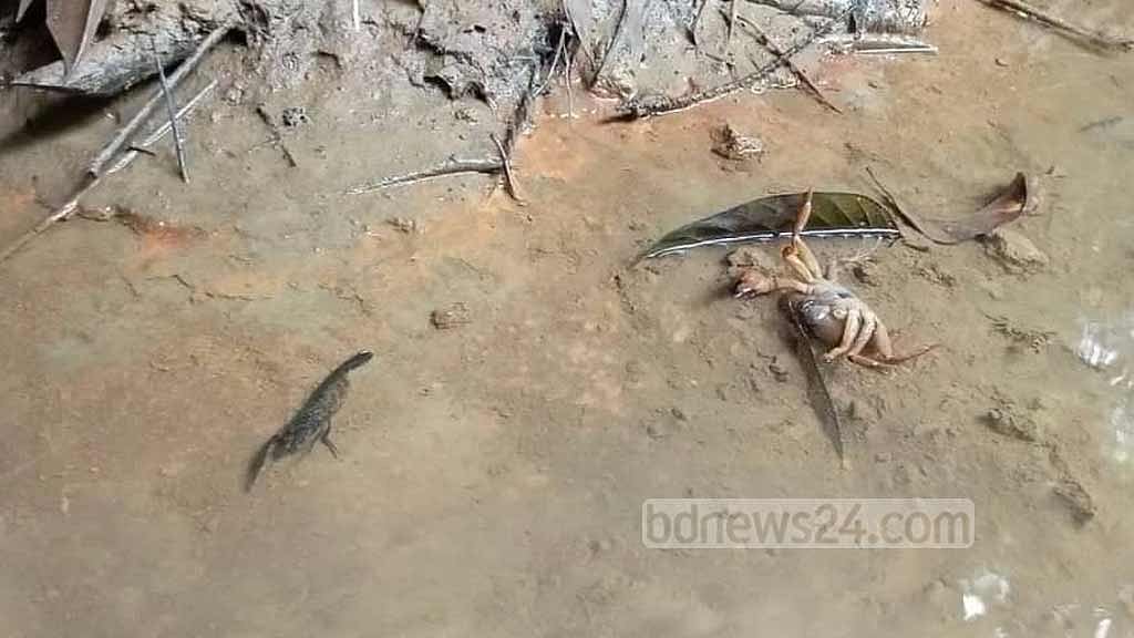 লামায় খাবার পানির ঝিরিতে বিষ দেওয়ার অভিযোগ