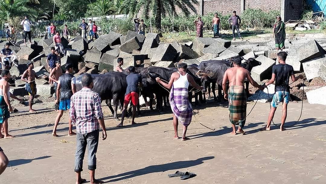 ঝড়ের পরে সীতাকুণ্ডে এসে ভিড়ল শ’খানেক মহিষ