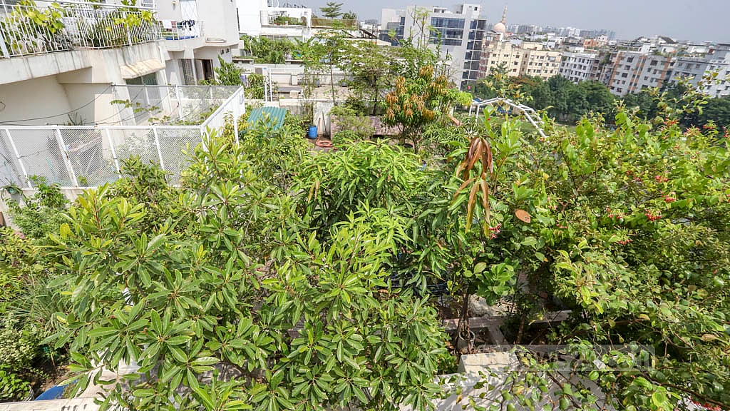 ছাদ কৃষিতে পুরস্কার দেবে ডিএনসিসি