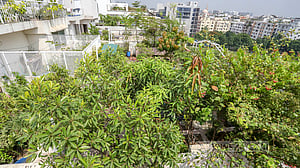 ছাদ কৃষিতে পুরস্কার দেবে ডিএনসিসি