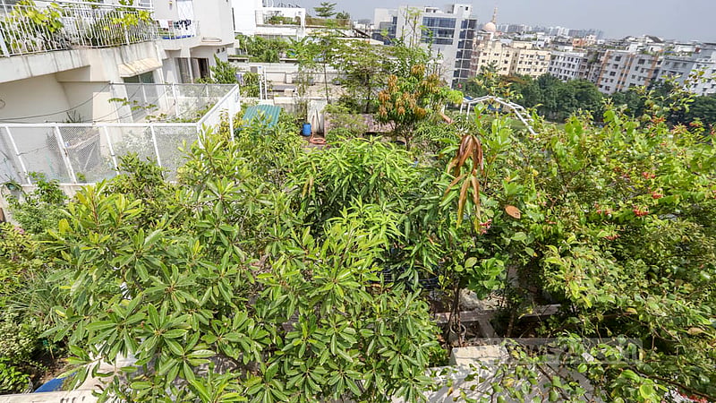 ছাদ বাগানে শোভা পাচ্ছে বিভিন্ন ফল ও ফুলের গাছ। ঢাকার মিরপুর ডিওএইচএসের প্রায় প্রতিটি বাড়ির ছাদেই গড়ে তোলা হয়েছে ছাদ বাগান।