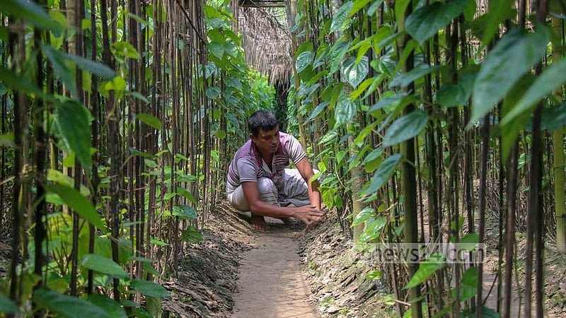 নাটোরের বড়াইগ্রামের বাগডুম এলাকায় পানের বরজে পরিচর্যায় ব্যস্ত কৃষক। 