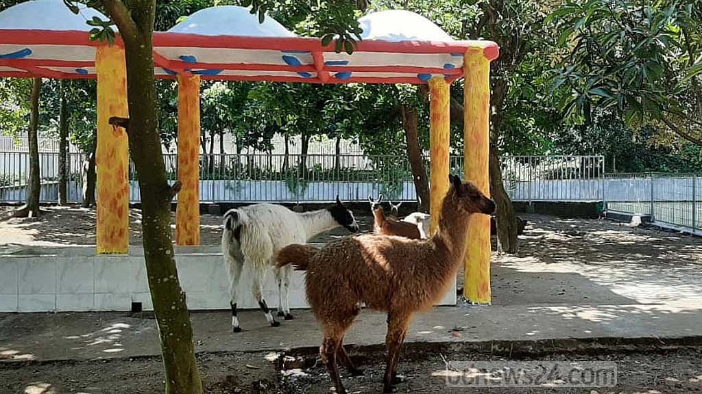 চট্টগ্রাম চিড়িয়াখানায় এল ক্যাঙ্গারু ও লামা
