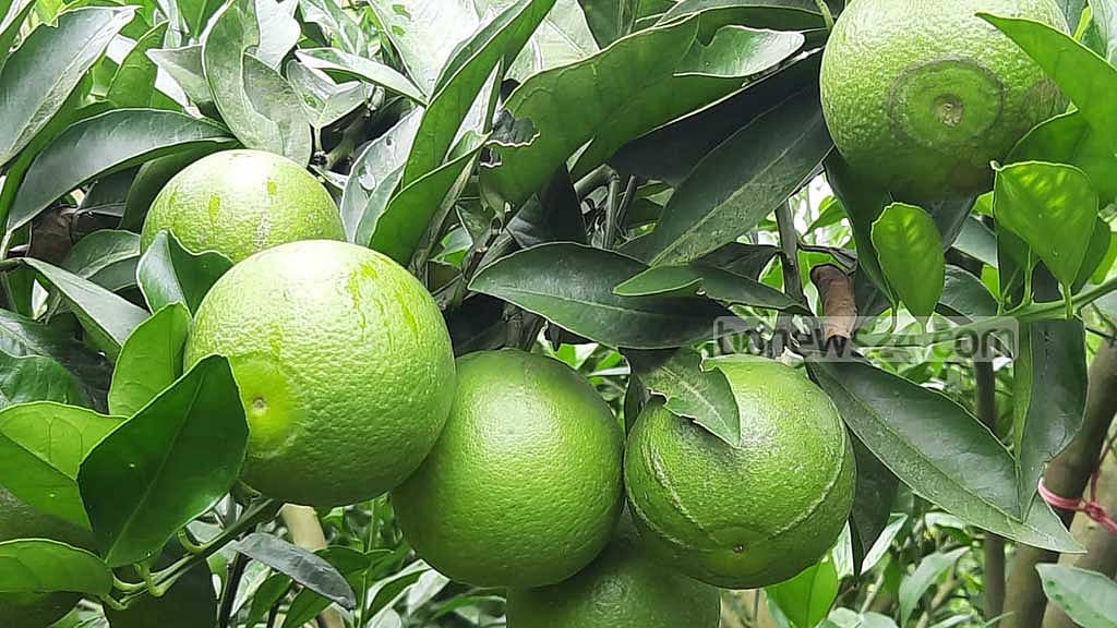 সবুজ মাল্টা বাজারে, আসছে কোথা থেকে?