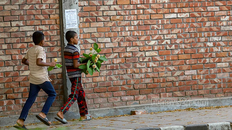ঢাকার হাতিরঝিলে গাছ থেকে কদম ফুল পেড়ে বাসায় নিয়ে যাচ্ছে এক শিশু।