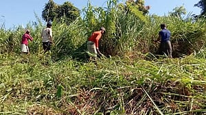 লামায় জুমের ফসল নষ্টের অভিযোগ রাবার কোম্পানির বিরুদ্ধে