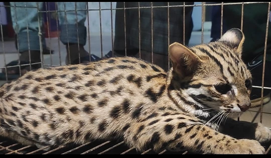 পাচারের সময় চিতা বিড়াল, মেছো বিড়াল, মথুরা উদ্ধার