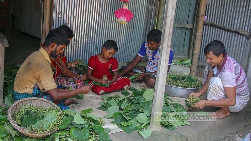 বাজারে পাঠানোর আগে বিভিন্ন আকারের পান বাছাই চলছে। ছবি: তারিকুল হাসান