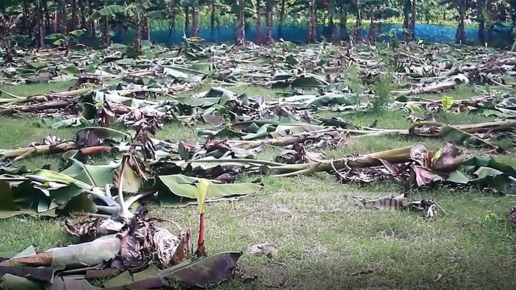 শত্রুতা: শৈলকুপায় সাতশ কলাগাছ কেটেছে দুর্বৃত্তরা