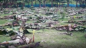 শত্রুতা: শৈলকুপায় সাতশ কলাগাছ কেটেছে দুর্বৃত্তরা