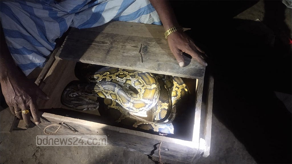 গাজীপুরে দুটি অজগর উদ্ধার, যুবক গ্রেপ্তার