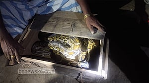 গাজীপুরে দুটি অজগর উদ্ধার, যুবক গ্রেপ্তার